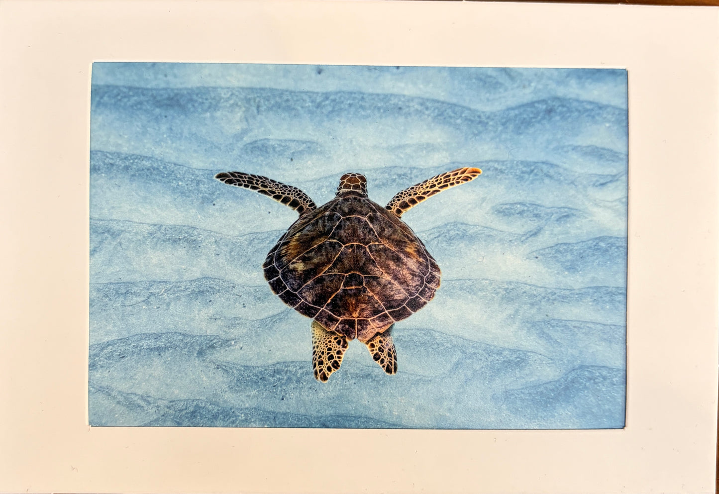 Bring the Reef Home: Key Largo Reefs Art Prints