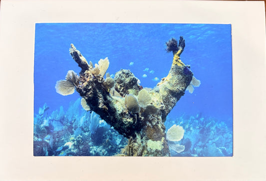 Bring the Reef Home: Key Largo Reefs Art Prints