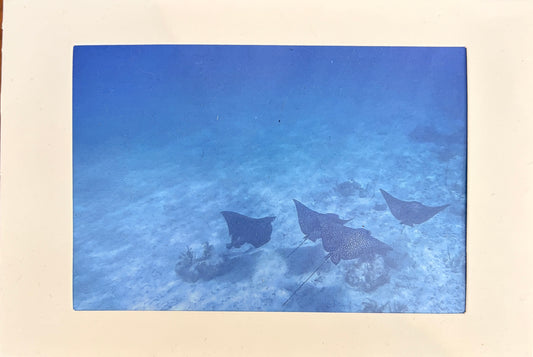 Bring the Reef Home: Key Largo Reefs Art Prints