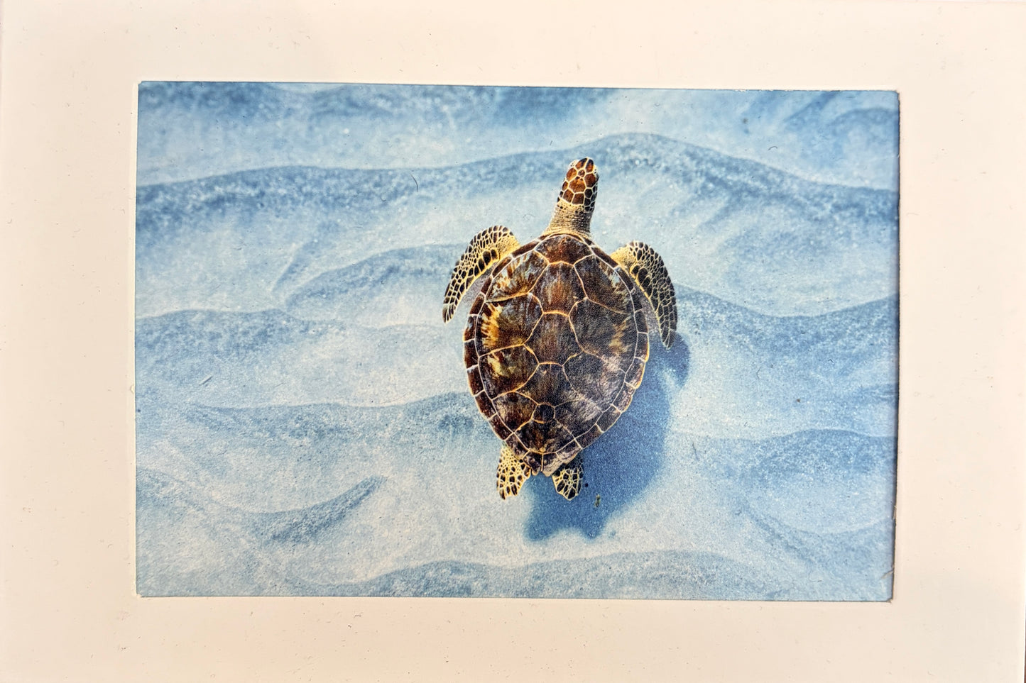 Bring the Reef Home: Key Largo Reefs Art Prints